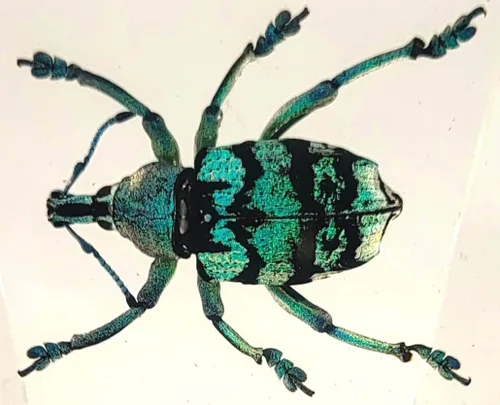 Vista 18 de 44mm Hormiga gigante tropical real en resina de lucita transparente cristalina, espécimen preservado Pseudoneoponera Rufipes, taxidermia