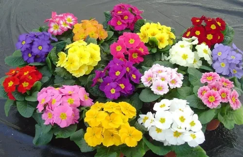 Vista 2 de Semillas Primrose Mix Primula Flores Perennes