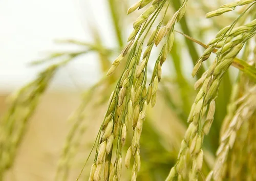 Vista 7 de Arroz integral de jazmín, 1 libra, arroz tailandés de grano entero y de grano largo, vegano, kosher, a granel. Más alto en fibra que el arroz jazmín