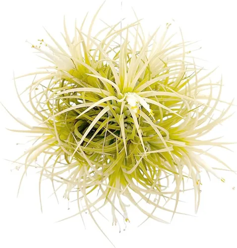 Vista 14 de ragnaroc Plantas de aire – Druida Tillandsia Ionantha, Regular 2-3 pulgadas – 3 ct – Llegada viva garantizada – Plantas de interior para decoración