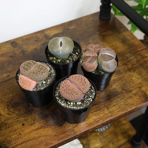 Vista 3 de Altman Plants Plantas suculentas gigantes (4 unidades) XL Lithops Plantas vivas y suculentas reales, plantas seguras para mascotas y plantas