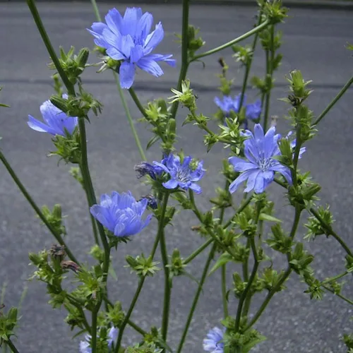 Vista 2 de Achicoria (Cichorium intybus) - Paquete de 50 Semillas