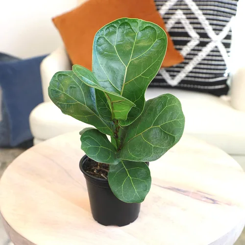 Vista 7 de Plantas for Pets - Higuera de hoja de violín (paquete de 4), paquete de plantas Ficus Lyrata, entrega de plantas vivas de Ficus, decoración popular