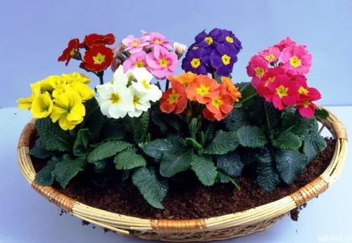 Vista 3 de Semillas Primrose Mix Primula Flores Perennes