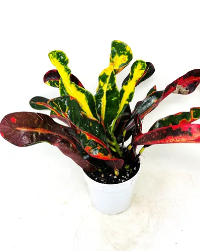 Vista 2 de Croton Mammy - Planta viva de 4 pulgadas, plantas de interior fáciles de cuidar