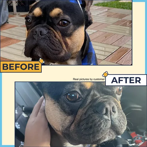 Vista 4 de Pasta antiarrugas para Bulldogs de 2 onzas (después de 1 semana) sin erupciones y se pliega para limpiar en Bulldog francés, Bulldog inglés