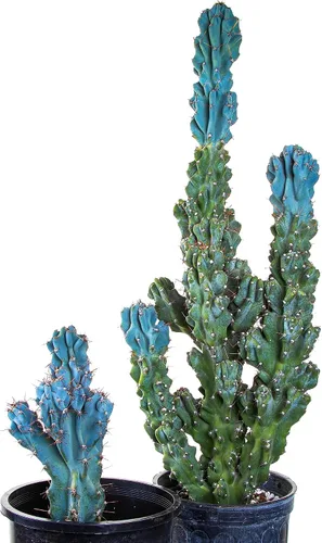 Vista 2 de Cactus Outlet - Curiosity - Plantas de cactus vivas, plantas vivas para uso en interiores y exteriores, cactus vivos, 12 a 18 pulgadas, cactus vivos