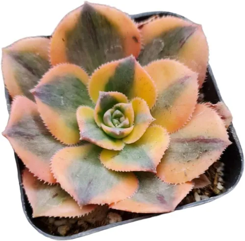 Vista 4 de Plantas de cactus suculentas vivas de USKC (maceta de 2 pulgadas) (Adromischus Maculatus)