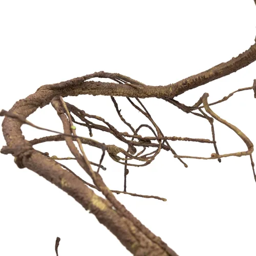 Vista 4 de Pangea Reptile Ultimate Vine para el hábitat del terrario (marrón) Vid de espuma de gran diámetro de 6 pies para recintos de reptiles, flexibles