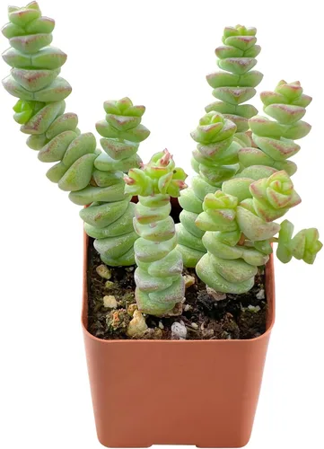 Vista 2 de Plantas suculentas vivas de 2", Aeonium 'Superbang', suculentas mini en maceta, planta de interior de fácil cuidado, regalos únicos, decoración