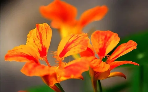 Vista 3 de 20 piezas de semillas de flores de capuchina mixtas hermosa flor bonsái decoración