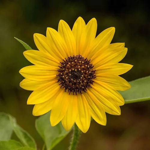 Vista 19 de Eden Brothers Semillas de girasol - Autumn Beauty