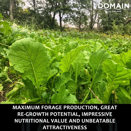 Vista 4 de Domain Outdoor Bombshell - Semilla de parcela de alimentos para ciervos, 1/2 acre, diseñada para manejar las condiciones más duras, establecimiento