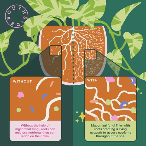 Vista 4 de Alimento para plantas frondosas con hongos micorrízicos - Uso durante todo el año - Produce 200 litros de fertilizante suave para plantas