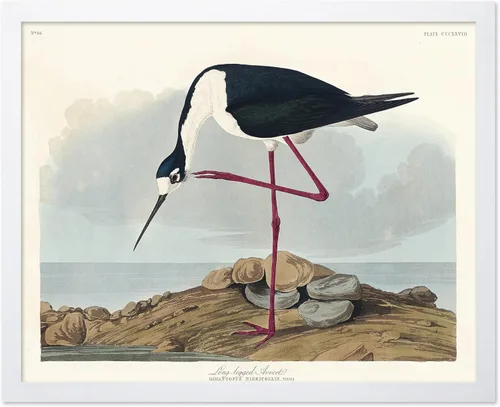 Vista 47 de Poster Master Póster vintage de James Audubon – Impresión retro de amargo americano – Arte de aves de América – Regalo para hombres, mujeres