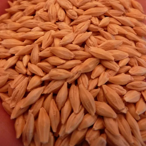 Vista 3 de Robusta semilla de cebada - 1 onza ~ 500 semillas - sin OMG, polinizado abierto - Semillas de grano de cebada - Cebada maltera Pollinated - Barley