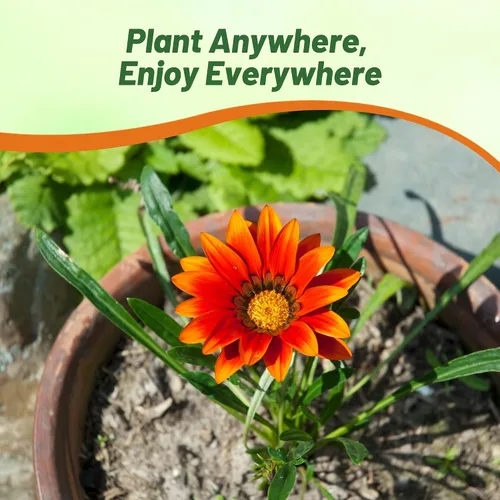 Vista 6 de Outsidepride 25 semillas perennes Gazania Red Shades tolerantes al calor y la sequía semillas de cobertura del suelo para plantar