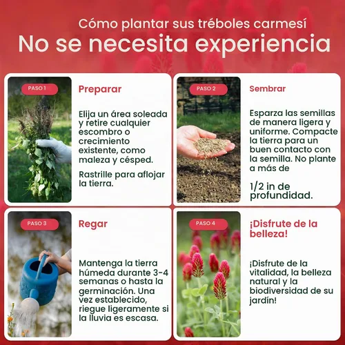 Vista 4 de Semillas de trébol carmesí para plantar, 10,000 semillas, cubre 200 pies