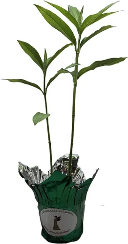 Vista 4 de Milkweed Yellow Semi Tropical Planta viva Perenne Mariposa Jardín Anfitrión Asclepias Starter Size 4 Inch Pot Emerald TM