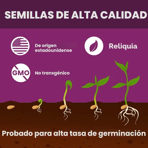 Vista 3 de 20000+pcs Semillas de tomillo rastrero para plantar – Flores de cobertura de suelo sin transgénicos – 10g Semillas de hierbas comestibles