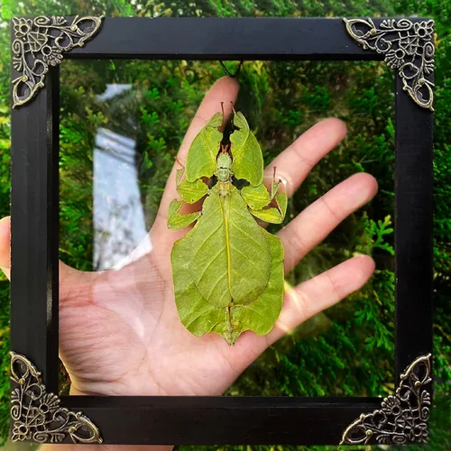 Vista 137 de 2 Real Dragonfly Specimens Shadow Box Framed Insect Display Oddities Curiosities Entomology Collection Natural History Wall Decor Gift for Nature