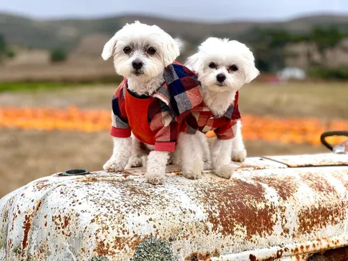 Vista 3 de Fitwarm - Chaleco de algodón para perros y gatos, diseño a cuadros con capucha (naranja, XS)