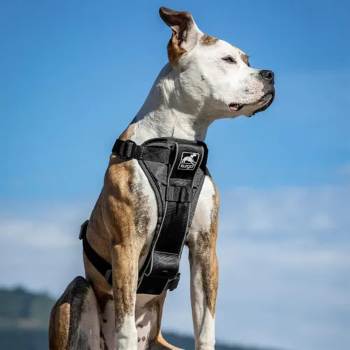 Vista 3 de Kurgo Tru-Fit - Arnés inteligente para caminar para perros, ajuste cómodo, arnés ajustable, ropa reflectante para mascotas, liberación rápida