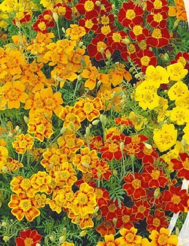 Vista 6 de Seeds4planting - Caléndulas Mezcla Mexicana Tagetes Flores Anuales Sin OGM