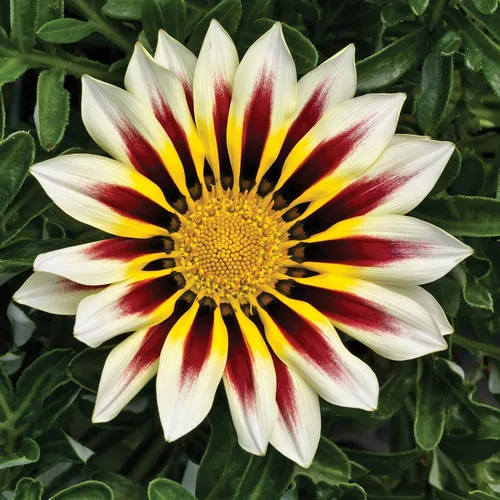 Vista 7 de Outsidepride Kiss White Frosty Flame Gazania Semillas para plantar, 25 piezas de semillas perennes, de bajo mantenimiento, tolerantes a la sequía