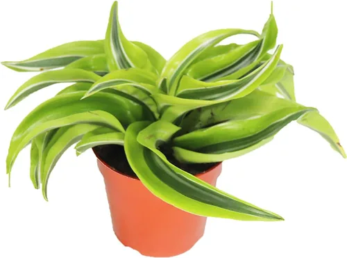 Vista 4 de Dracaena Combo - 4'' de California Tropicals