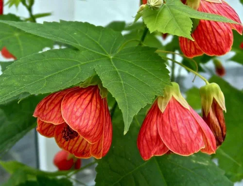 Vista 6 de Semillas de mezcla de arce floreciente Abutilon cultivar en interiores para plantar sin OMG (50 semillas en paquete)