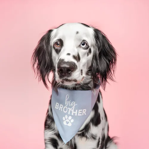 Vista 2 de Big Brother - Bandana para perro con pata de corazón, triángulo ajustable 100% algodón, accesorio para sesión de fotos de anuncio de embarazo, nuevo