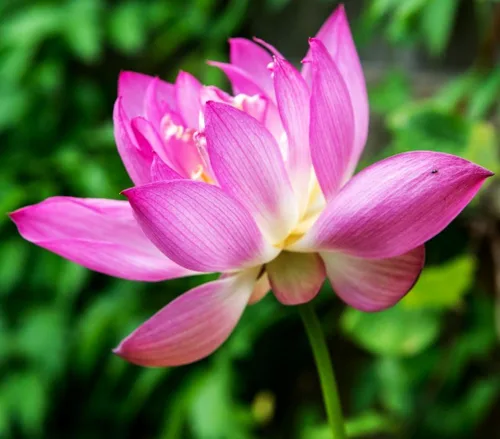 Vista 7 de 30 unidades de semillas de loto en cuenco, semillas de loto en bonsái para plantar lirio de agua, flor rosa, púrpura, roja, plantas acuáticas