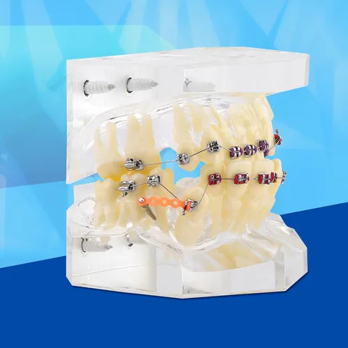 Vista 8 de Kits de cuidado bucal de demostración, modelo de dientes, herramientas de estudio con soporte de metal para enseñar herramientas de estudio