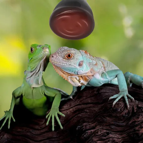 Vista 5 de Mini lámpara de calor para reptiles, emisor de calor infrarrojo de cerámica (paquete de 4) base E26/E27, AC110V, para mascotas, anfibios