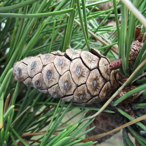 Vista 4 de Pinus thunbergii (pino negro japonés) Semillas de árbol, forma atractiva y características únicas, semillas de MySeeds.Co, elige