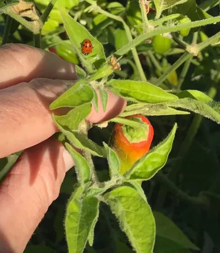 Vista 4 de Semillas de pimienta Aji Amarillo Heirloom - 10 semillas - Sin OMG - Variedad popular peruana
