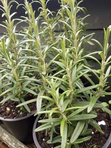 Vista 3 de Paquete de 6 plantas iniciales de romero ARP, plantas de hierbas de romero rectas, plantas fragantes de romero de 3 a 6 pulgadas de alto, cultivo