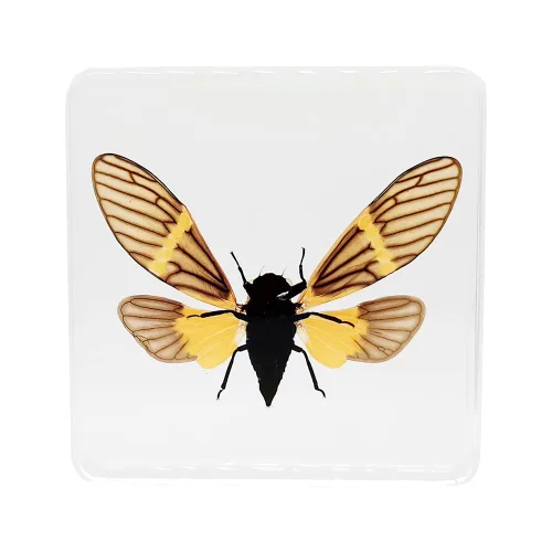 Vista 2 de Especímenes reales de cigarras en resina, pisapapeles artesanales, colección de taxidermia de animales para educación científica y adorno de cicada