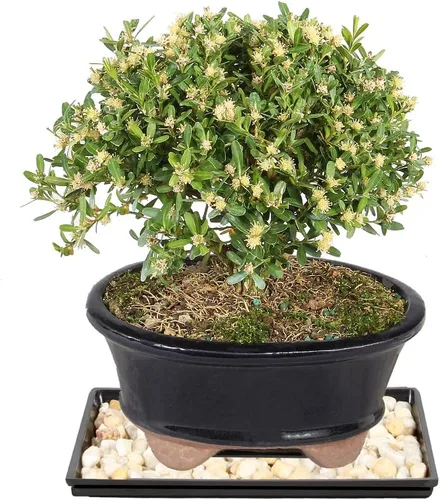 Vista 12 de Brussel's Bonsai - Árbol bonsái para interiores, S