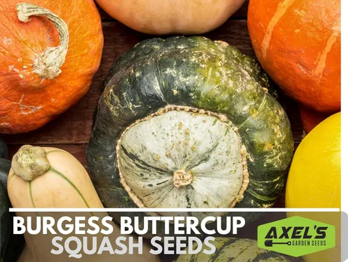 Vista 4 de Semillas de calabaza de invierno para plantar – Planta y cultiva calabaza Burgess Buttercup – Instrucciones para plantar un jardín de verduras