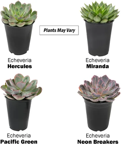Vista 5 de Suculentas Echeveria de 1 cuarto de galón, 4 unidades, suculentas vivas recuerdos de fiesta en macetas suculentas, plantas suculentas vivas plantas