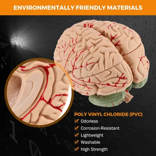 Vista 2 de BEAMNOVA Modelo de cerebro humano con vasos, modelo de anatomía de tamaño real de 8 partes desmontable con imanes, herramienta de enseñanza
