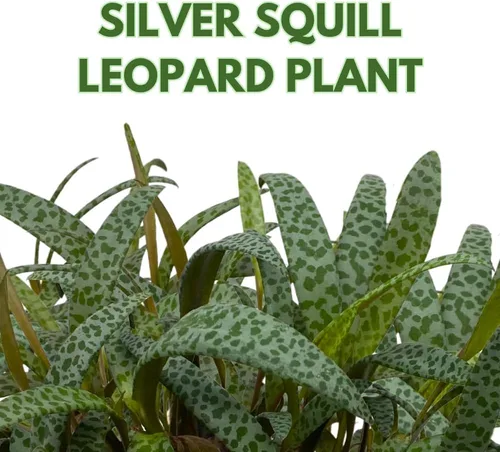 Vista 2 de BubbleBlooms Planta de leopardo Squill de plata, Ledebouria socialis, 4 pulgadas
