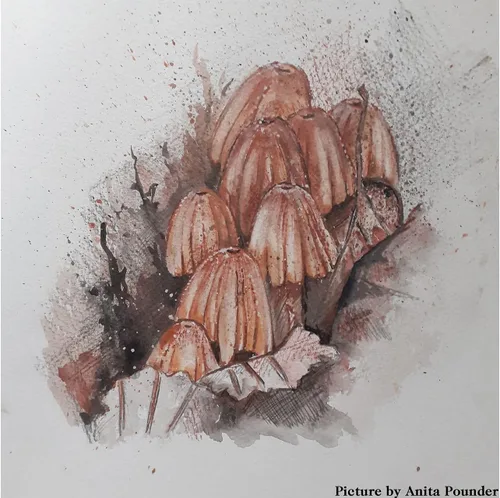 Vista 2 de Derwent Shade & Tone 2305903 - Juego de 16 piezas, colores naturales con tinta, grafito, lápices y carbón tintado, calidad profesional (2305903)
