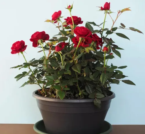 Vista 3 de 100 semillas de rosas rojas perennes hermosas semillas de flores florecientes para plantar