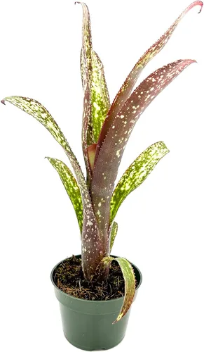Vista 13 de ragnaroc Plantas vivas – Bromelia Billbergia Casa Blanca de raíz desnuda, gigante 20-30 cm - 1 unidad - Llegada viva garantizada - Plantas