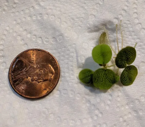 Vista 4 de Combo de 6 Mini Amazon Frogbit + 6 Water Spangles, Plantas Flotantes para Acuario de Peces Betta para Principiantes