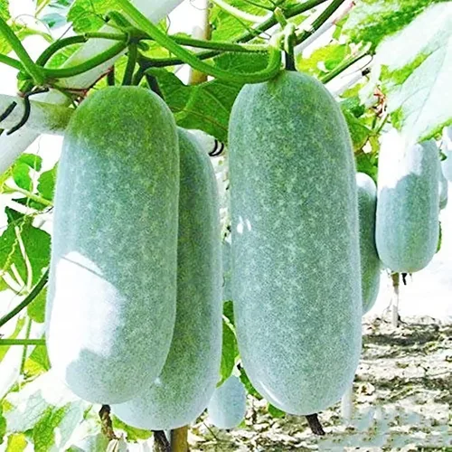Vista 7 de 50 semillas de melón de invierno para plantar/calabaza de cera/calabaza de fresno/Benincasa Hispida Semillas vegetales tradicionales orgánicas