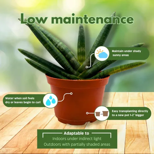 Vista 5 de BubbleBlooms Sansevieria Boncel Starfish - Planta de serpiente rara de 6 pulgadas